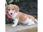 Dachshund Puppy for sale in Interlaken, NY, USA