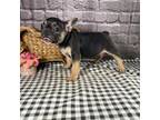 Nala's blk&Tan female AKC