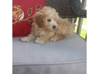 Poodle (Toy) Puppy for sale in Black River, NY, USA