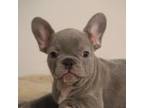 French Bulldog Puppy for sale in Miami, FL, USA