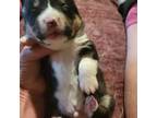 Pembroke Welsh Corgi Puppy for sale in Coal City, IN, USA