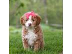 Mutt Puppy for sale in Sugarcreek, OH, USA