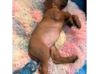 Rhodesian Ridgeback Puppy for sale in Arvada, CO, USA