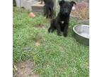 German Shepherd Dog Puppy for sale in Macon, GA, USA