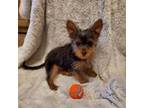 Yorkshire Terrier Puppy for sale in Campbellsport, WI, USA
