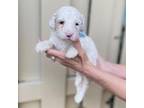 Mutt Puppy for sale in Pompano Beach, FL, USA