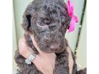 Mutt Puppy for sale in Pompano Beach, FL, USA