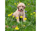 Goldendoodle Puppy for sale in Hastings, MI, USA