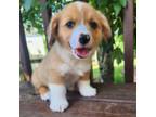 Cardigan Welsh Corgi Puppy for sale in Murfreesboro, TN, USA