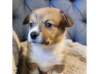 Cardigan Welsh Corgi Puppy for sale in Murfreesboro, TN, USA