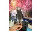 Meldy Lovely African Grey Parrots Available