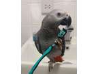 Ddsfsd Nice african grey parrots available
