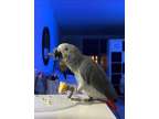 Fdsfds brave african grey parrots available