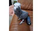 FDDFF Creative african grey parrots available