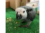 Nsfdsf Sweet african grey parrots available