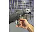 FSFDDS Family african grey parrots available