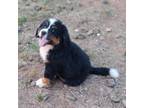 Bernese Mountain Dog Puppy for sale in Anderson, CA, USA