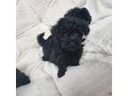 Maltipoo Puppy for sale in Sweetwater, TN, USA
