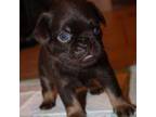 Brussels Griffon Puppy for sale in Gurley, AL, USA