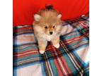 Pomeranian Puppy for sale in Tucson, AZ, USA