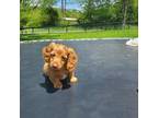 Dachshund Puppy for sale in Rogers, OH, USA