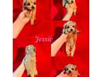 Maltipoo Puppy for sale in Jacksonville, NC, USA