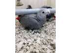MSDLD friendly african grey parrots available
