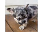 French Bulldog Puppy for sale in Atlanta, GA, USA