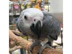 Mldsf Healthy african grey parrots available