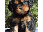 Cavalier King Charles Spaniel Puppy for sale in Tripp, SD, USA
