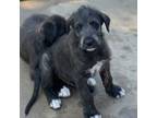 Irish Wolfhound Puppy for sale in Owensville, MO, USA