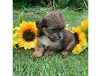 Yorkshire Terrier Puppy for sale in Statesboro, GA, USA