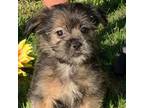 Yorkshire Terrier Puppy for sale in Statesboro, GA, USA