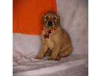 Golden Retriever Puppy for sale in Bayard, NE, USA