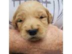 Golden Retriever Puppy for sale in Bessemer City, NC, USA