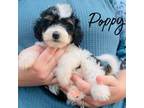 Mutt Puppy for sale in Cedar Creek, TX, USA