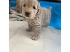 Mutt Puppy for sale in Dillwyn, VA, USA