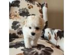 Maltipoo Puppy for sale in Griffin, GA, USA