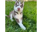 Siberian Husky Puppy for sale in Yonkers, NY, USA