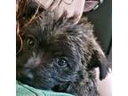 Cairn Terrier Puppy for sale in Athens, TN, USA