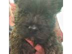 Cairn Terrier Puppy for sale in Athens, TN, USA