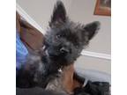 Cairn Terrier Puppy for sale in Athens, TN, USA
