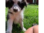 Miniature Australian Shepherd Puppy for sale in Storrs Mansfield, CT, USA