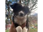 Miniature Australian Shepherd Puppy for sale in Storrs Mansfield, CT, USA