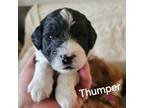 Cavapoo Puppy for sale in Bourbonnais, IL, USA