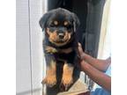 Rottweiler Puppy for sale in Augusta, GA, USA