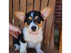 Cardigan Welsh Corgi Puppy for sale in Murfreesboro, TN, USA