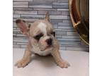 French Bulldog Puppy for sale in Chicago, IL, USA