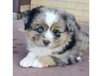 Miniature Australian Shepherd Puppy for sale in Elida, NM, USA