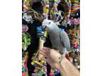 NSDO lovely africabn grey parrots available